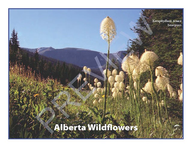 AB Wildflowers 2014 Calendar front cover
