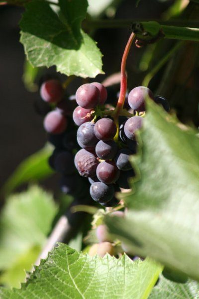 Concord Grapes on the Vine
