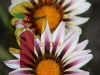 Gaillardia 