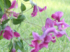 clematis