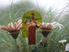 Gaillardia