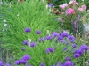 garden flowers