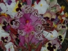 Garden Bowl