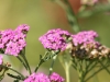Yarrow
