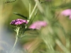 Yarrow