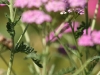 Yarrow