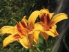 yellow lily