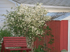Mock Orange