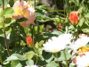 Peach Roses