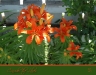 day lilies