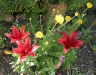 red lilies