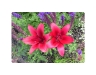 red lilies