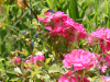 Pink Roses