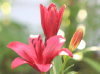 Red Lily