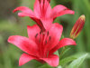 Red Lily