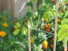 Stick Tomato