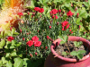 Strawberries and Carnations