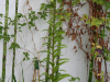Tall Lily