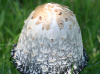 Toadstool