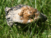 Toadstool III
