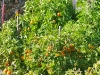 Tomatoes on the Vine
