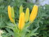 Yellow Lily