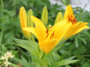 Yellow Lily