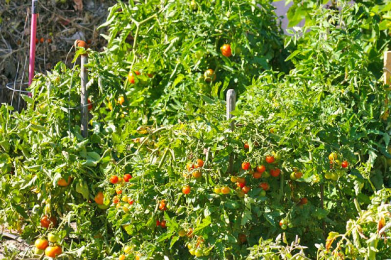 Tomatoes on the Vine