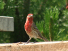 finch