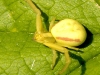 insect