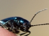 insect
