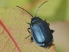 insect