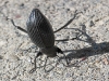 insect