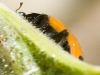 insect