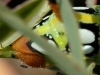 insect