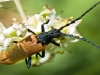 insect