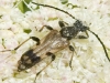 insect