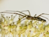 insect