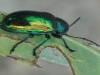 insect