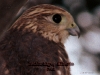 falcon