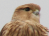 Merlin