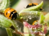 insect