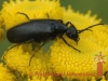 insect