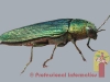 insect