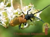 insect