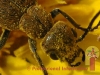 insect