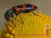 insect