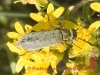 insect