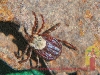 insect