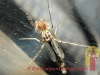 insect